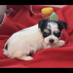 Meet your Posher, Julie